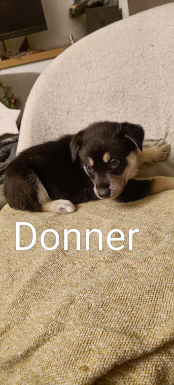 6 shepsky puppies Available now