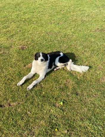 Collie lurcher