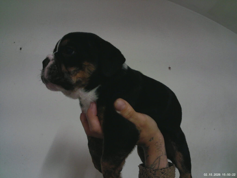 New English Bulldogs puppies