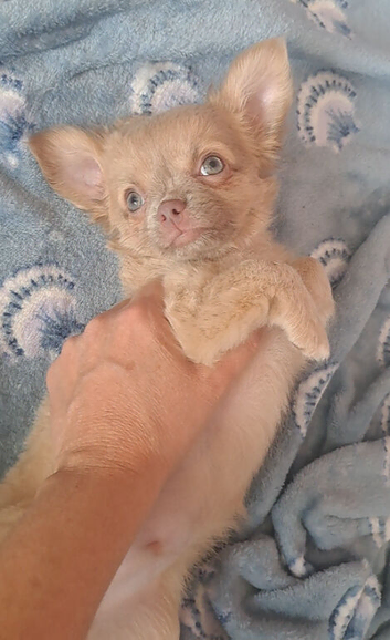 1 lilac & 1 black long coat chihuahua male pups