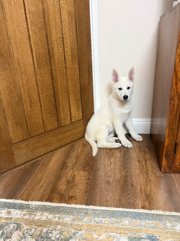 Last White Swiss Shepherd Girl Available