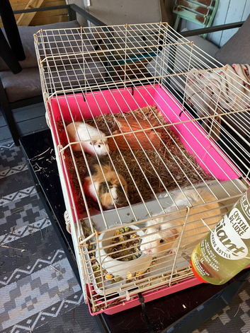 Three Guinea pigs, all girls