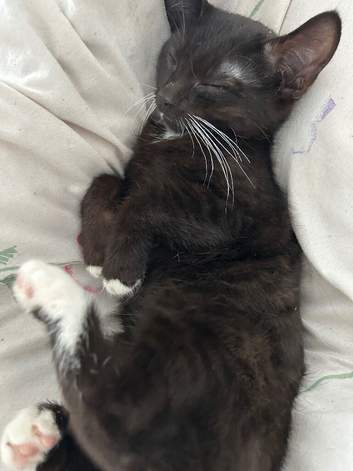 Kittens