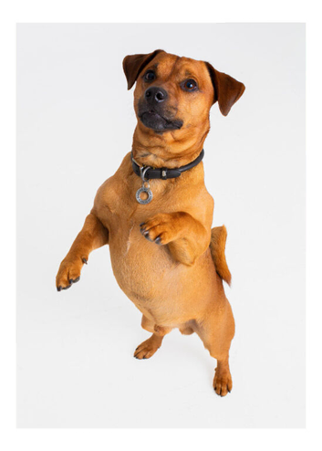 Buddy