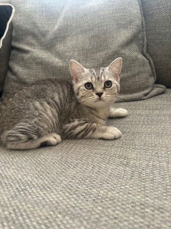 * One left -  BSH registered kittens left