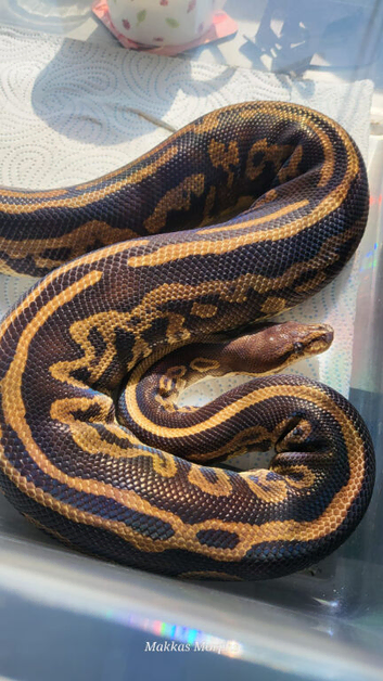 Ready to breed female royal