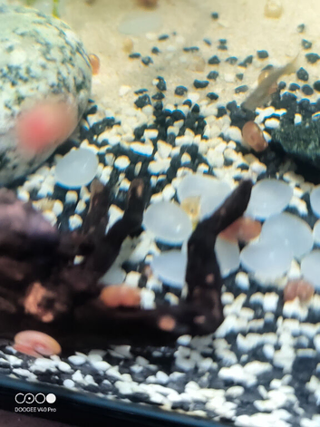 Pink Ramshorn snails juveniles