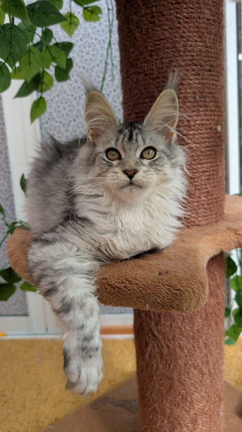 Maine coon girls, Tica registered