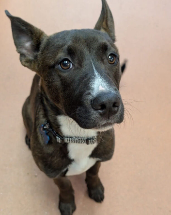 ZEUS Belgian Malinois Cross