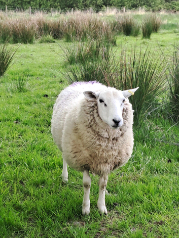 Lleyn Shearlings/Yearlings Rams 14 Months Old