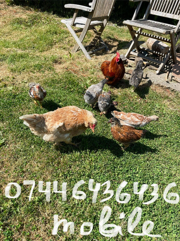 Broody hen with six chicks, Free cockerels