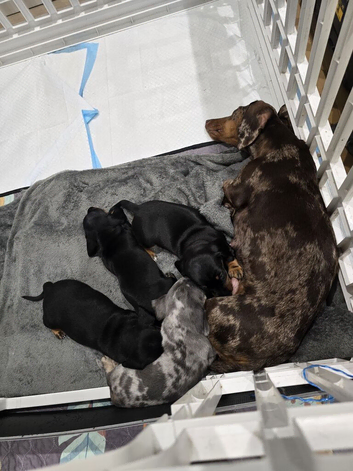 3 black and tan miniature dachsund