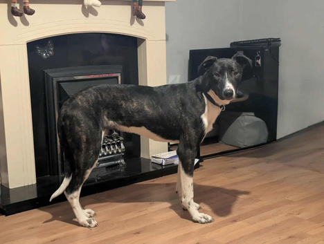 Male dog