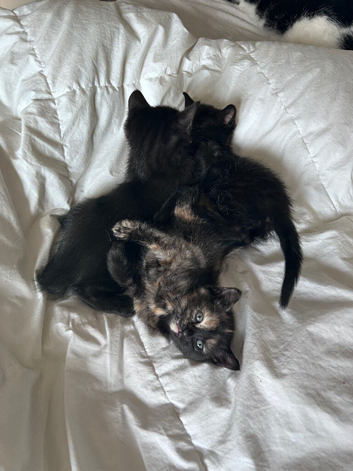 3 beautiful playful kittens. Mum is half ragdoll