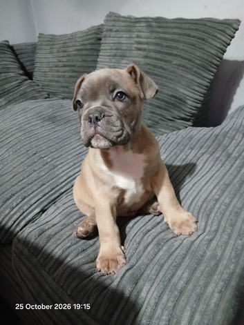 Frenglish bulldogs