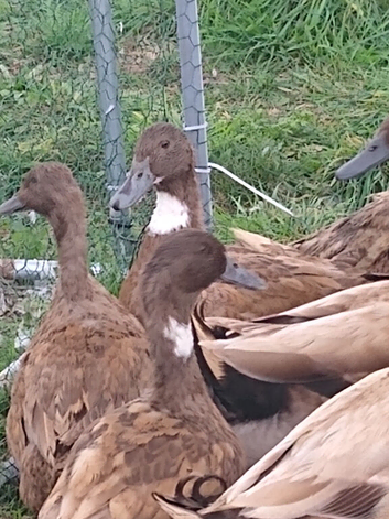 3 female POL khaki ducks