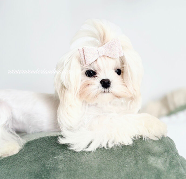 Beautiful Korean Maltese Girl 8 Months