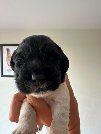 Gorgeous KC reg B&W Springer spaniel pups left