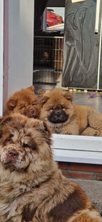Beautiful chocolate chows reduced papers in hand