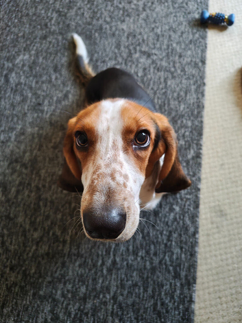 One Year Old Bassett Needs New Home