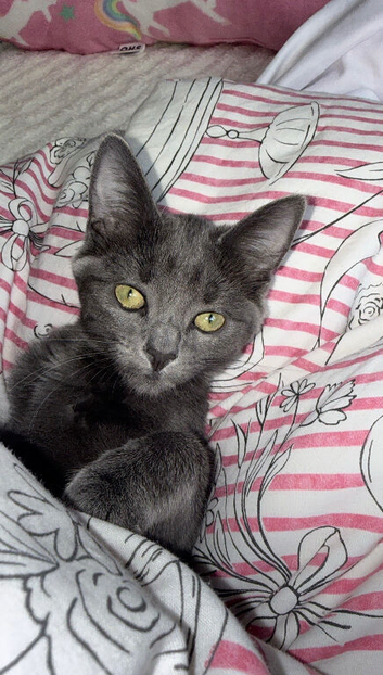 F r e e Russian blue-Domestic shorthair mix kitten