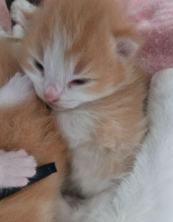 2 week old Ragdoll/Calico mix kittens