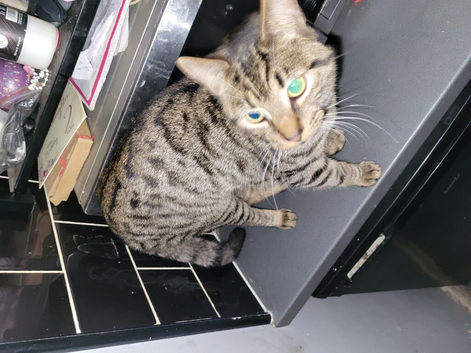 Bengal x Maincoon