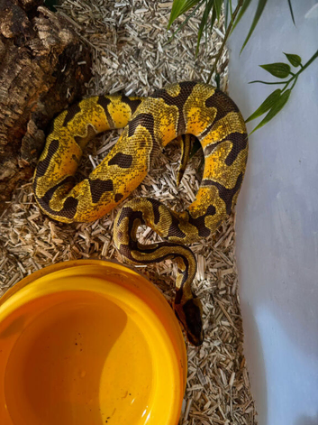 Super enchi orange dream ball python plus full set up