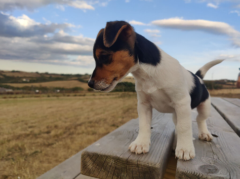 Gorgeous Pedigree Tri Colour Jack Russell Puppy