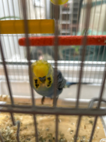 Budgies for sale