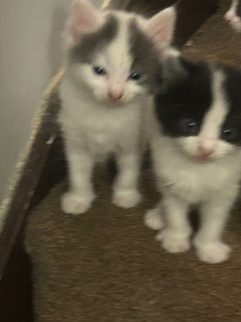 Kittens for sale