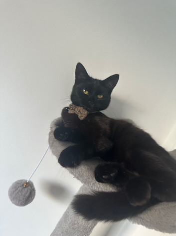 10 month old black kitten