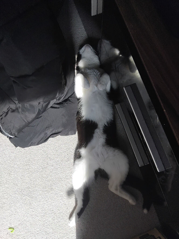 Tuxedo kitten