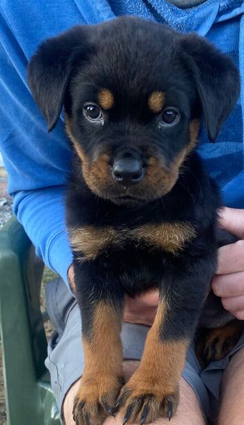 Female puppy