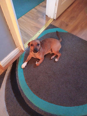 Jack russell