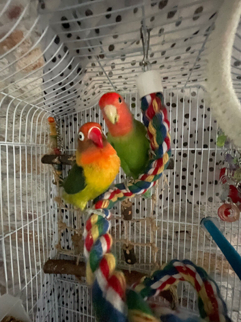Female and male lovebirds