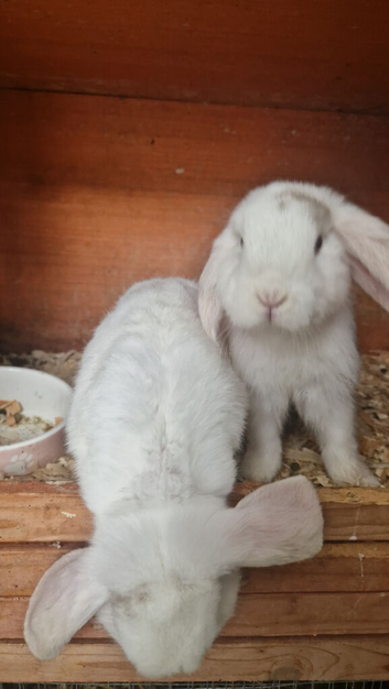 Two Male Lop-Eared Rabbits &ndash; Looking for a Loving Home