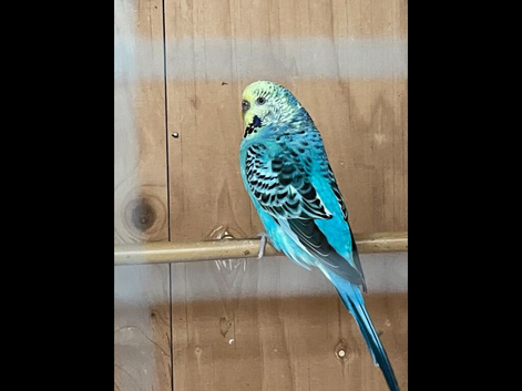 Budgies for sale