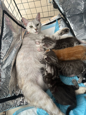 Persian tabby