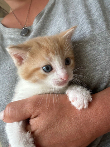 Kitten for sale