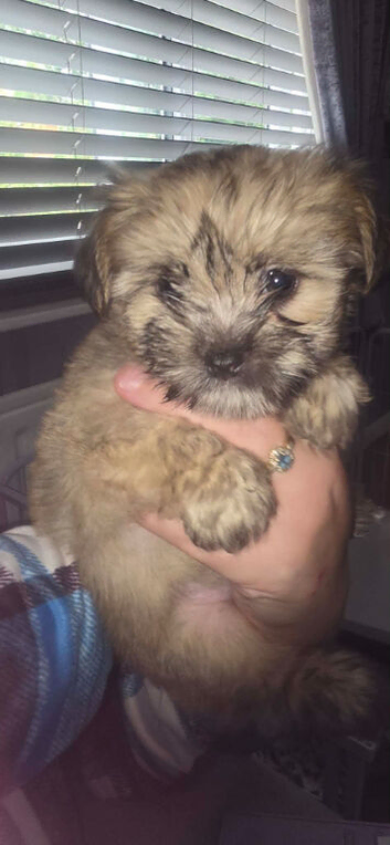 Shih cross