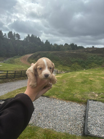 Cocker spaniel pups for sale