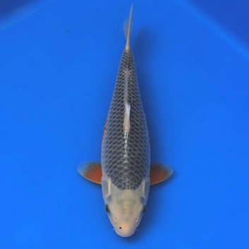 Japanese Koi Sale