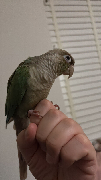 Blue Cinnamon Green-Cheeked Conure - Tame, Talking