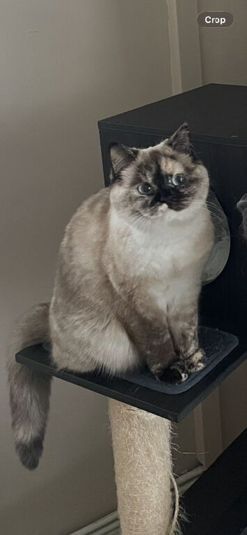 Beautiful Female BSH