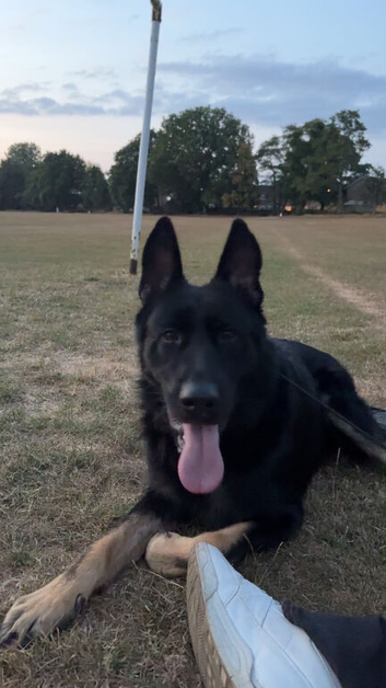 German shepherd looking for loving home