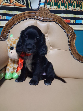 Only 1 gorgeous kc Cocker spaniel puppy left
