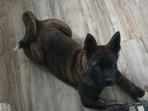 American Akita