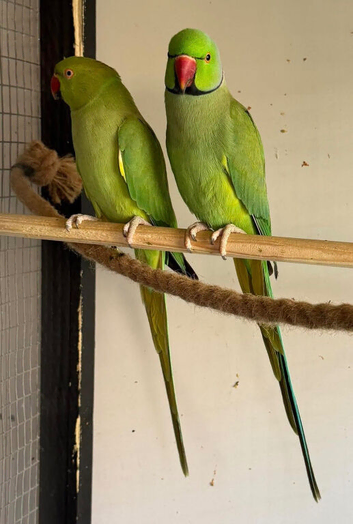 Proven breeding pair of Indian ring necks