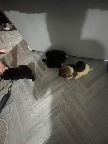 3 Akita puppies left